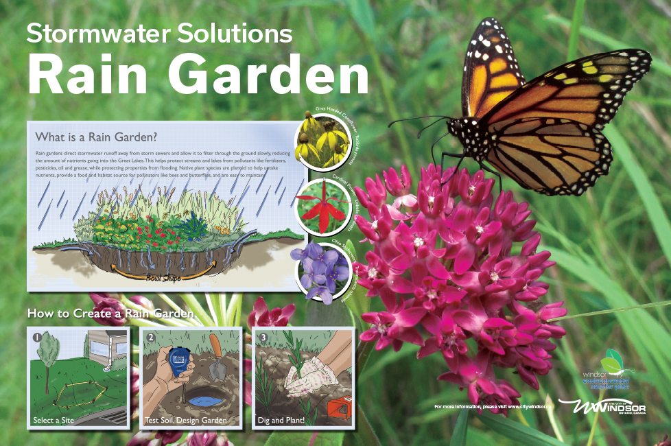 Rain garden info