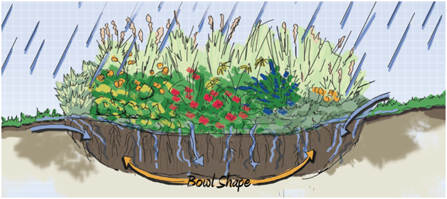 Bowl shaped rain garden