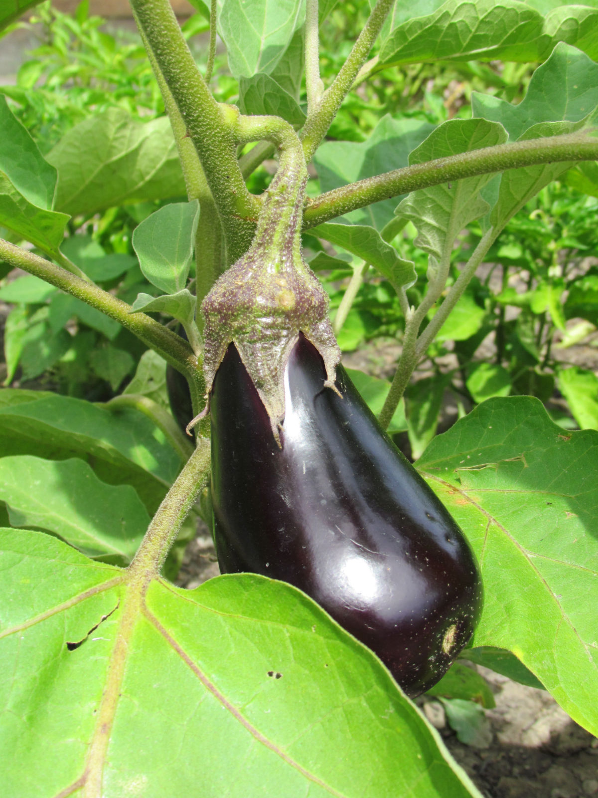 Eggplant on a vine