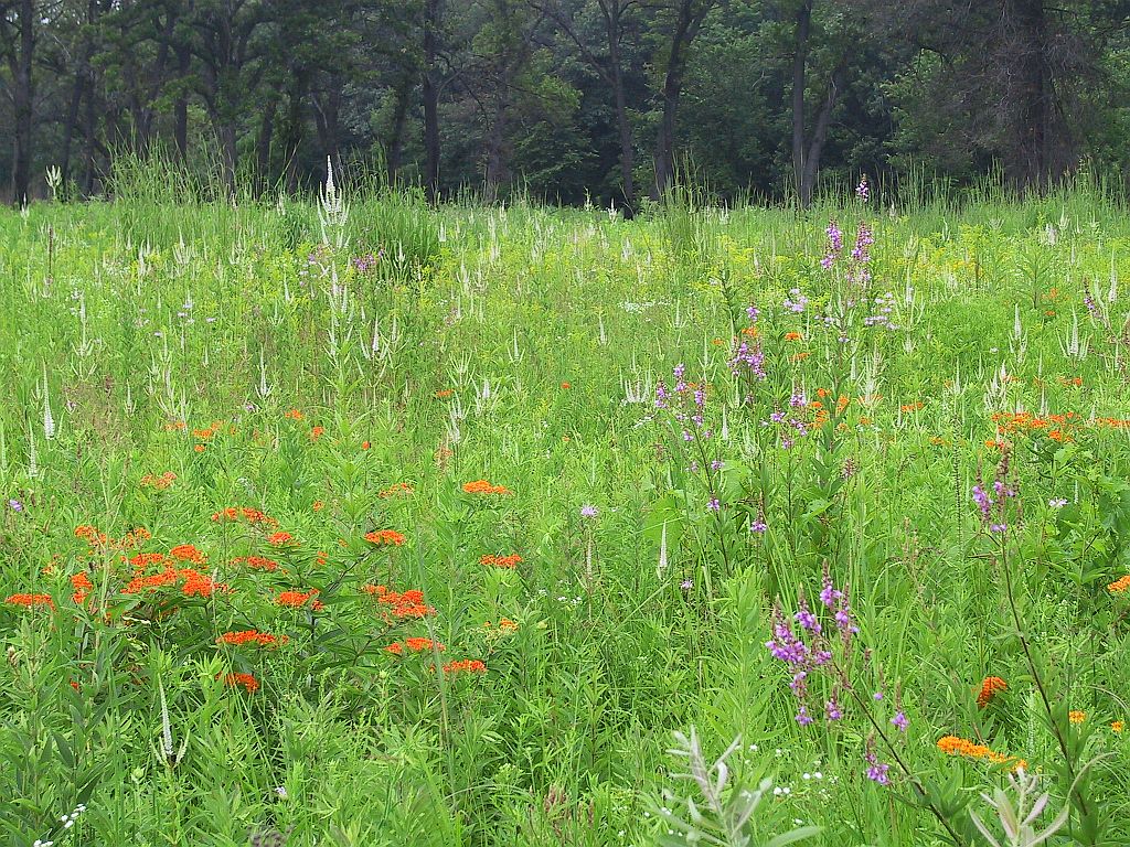 Tall grass and wildflowers