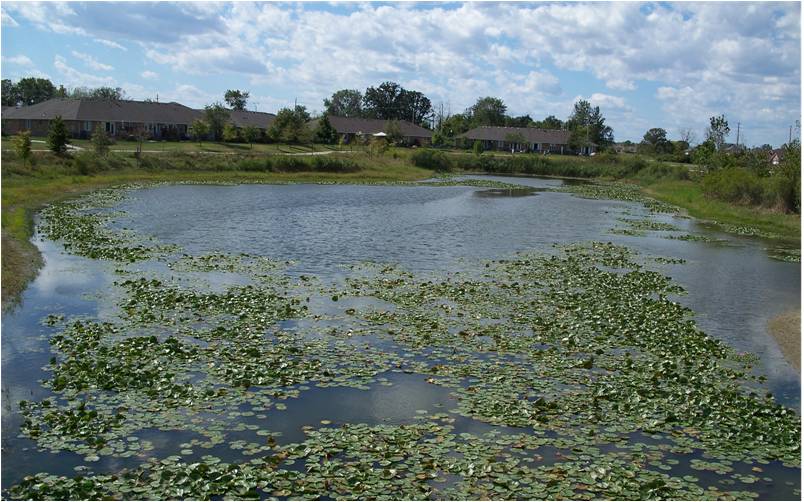 Algae growth on pond