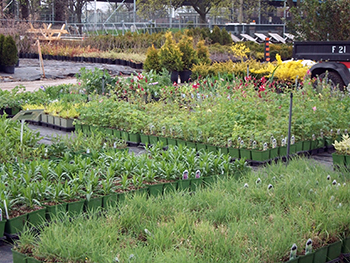 Plants for sale in the Lanspeary yard