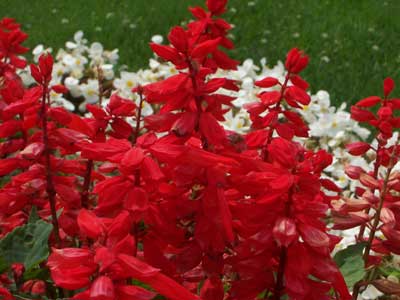 Cluster of red and while flowers in a field