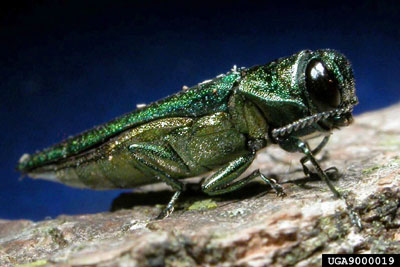 Emerald Ash Borer