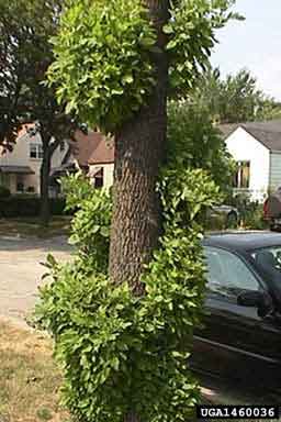 Tree Infected with Emerald Ash