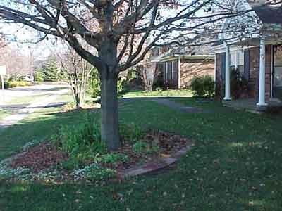 Front Yard Tree