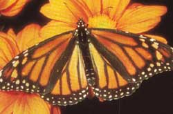 Monarch Butterfly