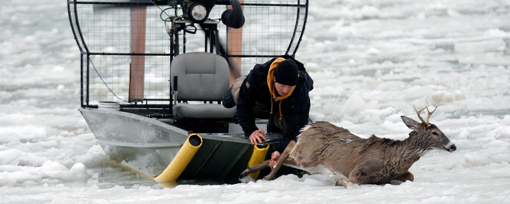 Deer rescue