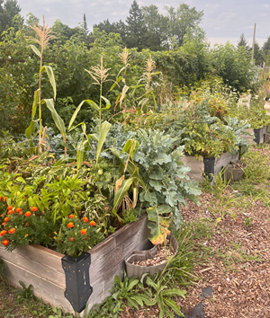 Lens Avenue Greenbelt Clickable thumbnail, image of a garden boxes with plants inside of them at Lens Avenue Greenbelt Community Garden