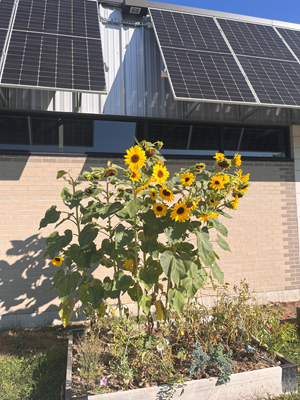 Optimist Memorial Park Community Garden Clickable thumbnail, image of sunflowers and solar panels on the building at Optimist Memorial Park Community Garden