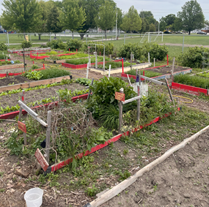 Wigle Park Community Garden Clickable thumbnail, image of wood garden beds and plants at Wigle Park Community Garden