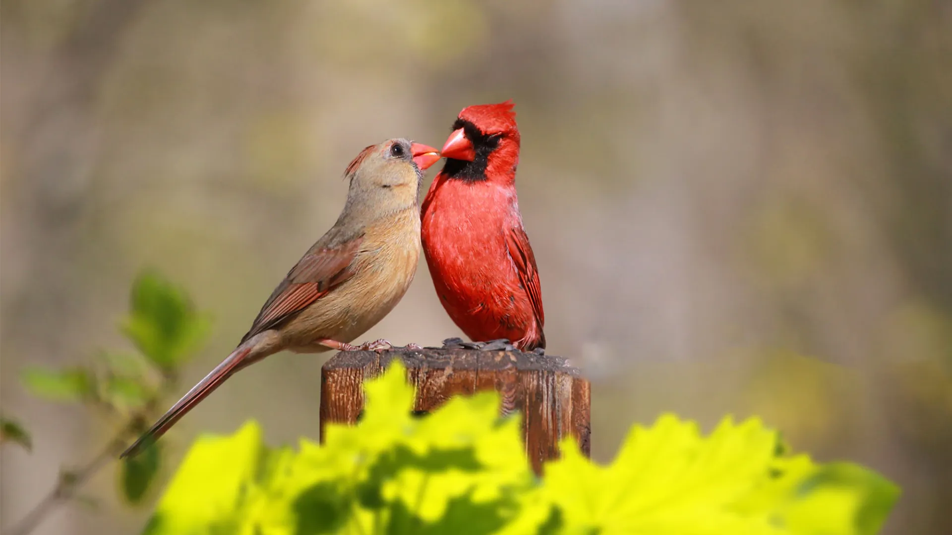 Female cardinal and male cardinal on a post