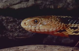Eastern Foxsnake photo by Paul D. Pratt