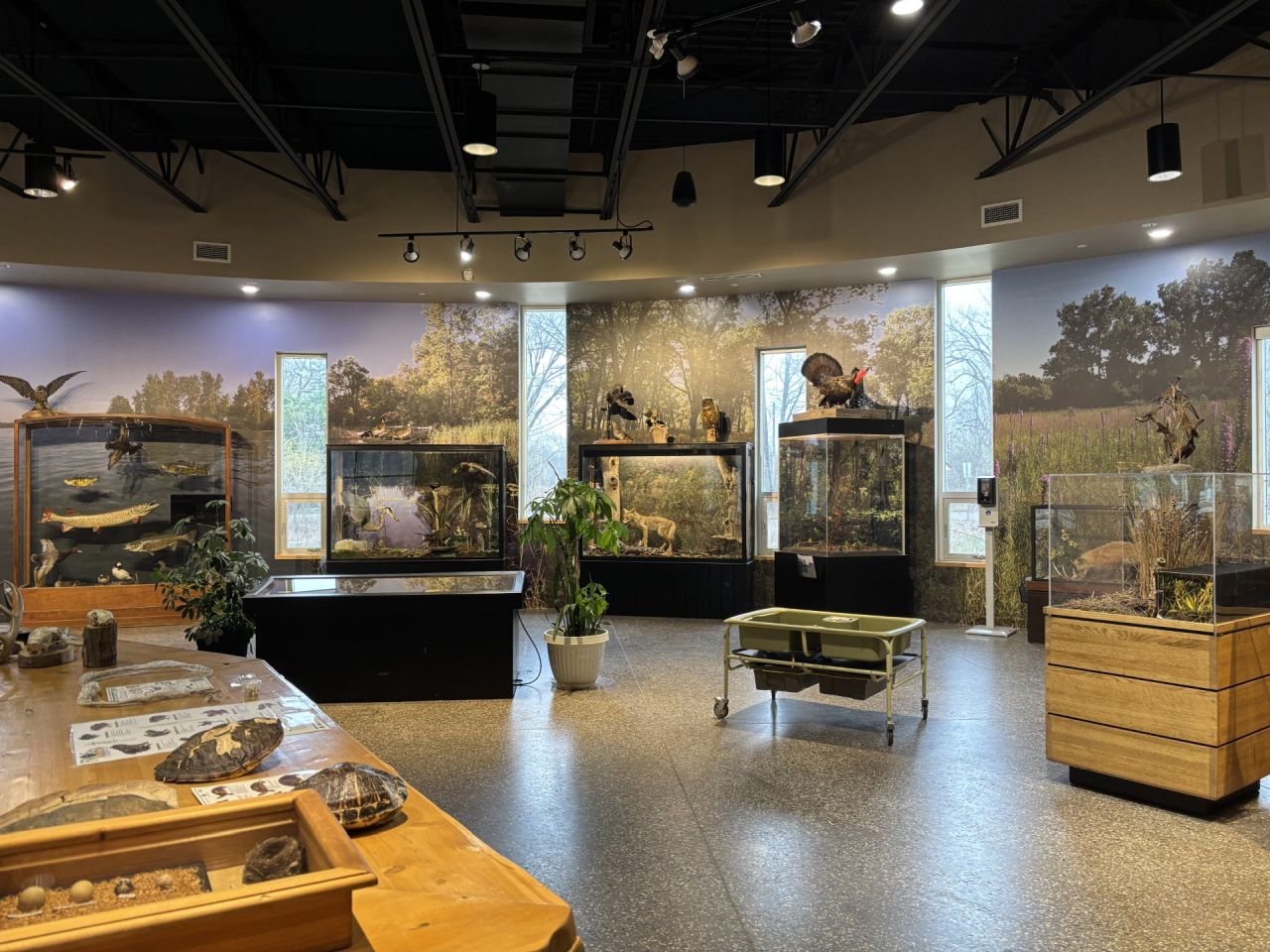 Ojibway Nature Centre interior displays