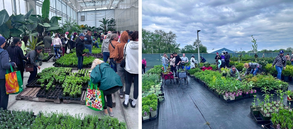 Annual Paul Martin Perennial Plant Sale greenhouse and yard