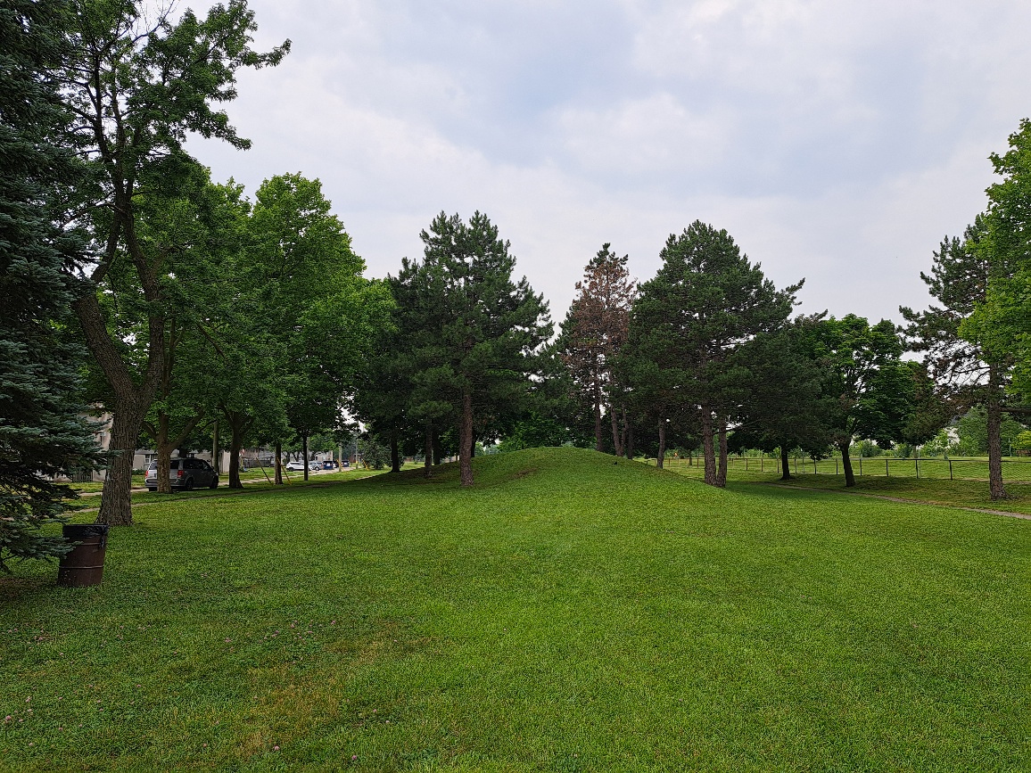 Small grassy hill surrounded by evergreen trees