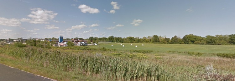 Large expanse of grass and reeds