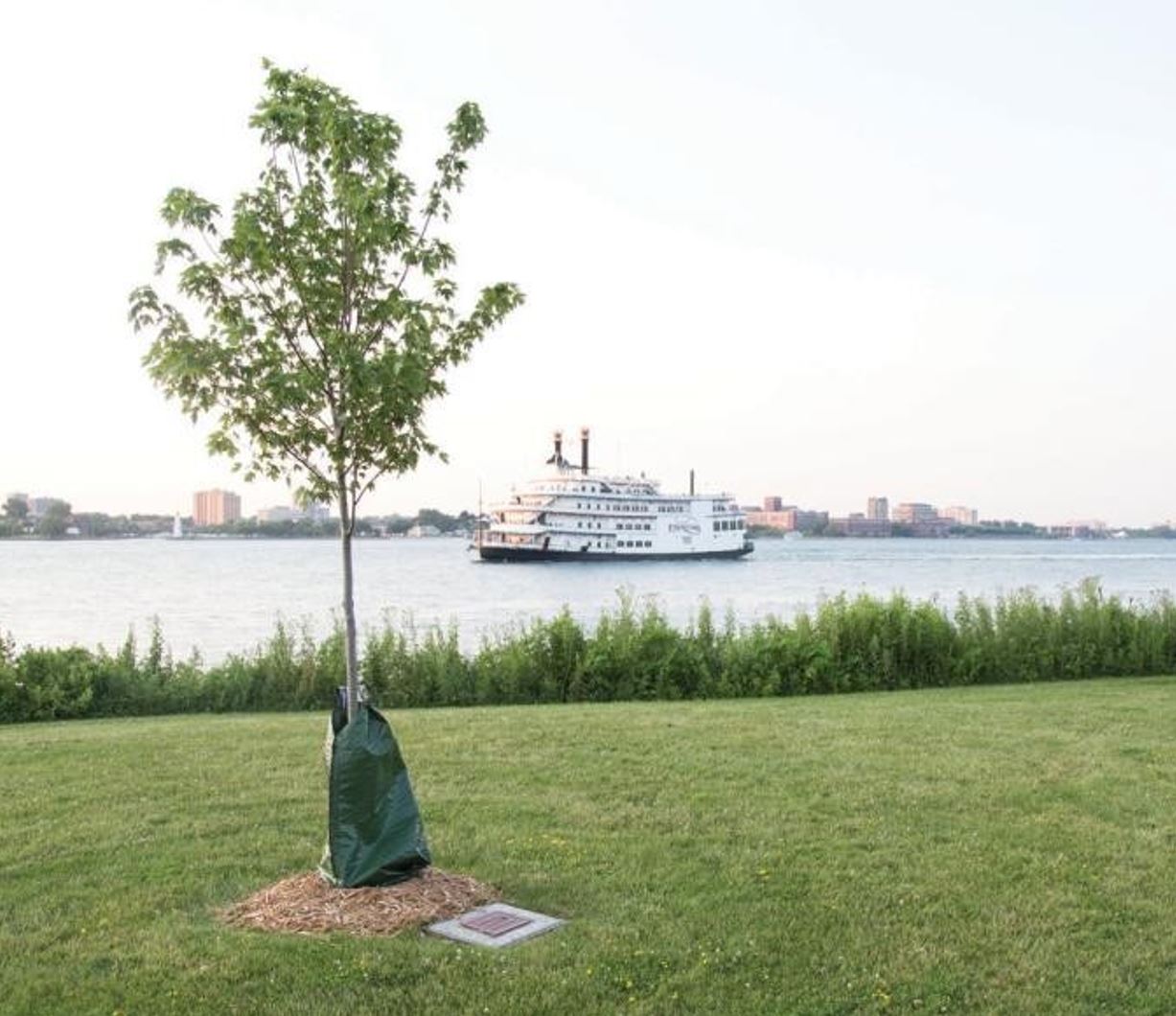 Commemorative Tree with Plaque in a Riverfront Park with Riverboat in background